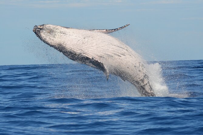 1.5-Hour Guided Whale Watching Tour - Why This Small North Shore Whale Hunt Feels So Efficient