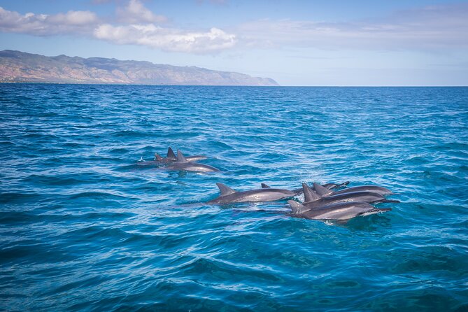 1.5-Hour Guided Whale Watching Tour - Meeting at Hale‘iwa Boat Harbor and What You Should Bring