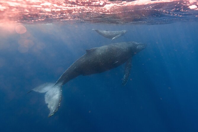 1.5-Hour Guided Whale Watching Tour - What You Can Realistically See (Whales, Sharks, Dolphins, and More)