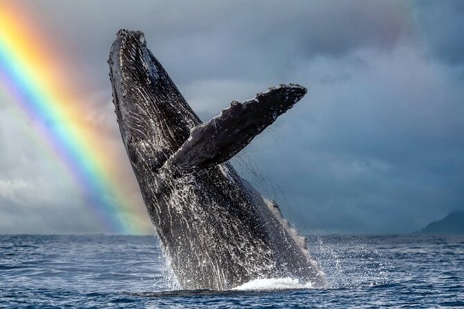 1.5 Hour Waikiki Whale Watching with E Sea Diver (Shuttle Option) - Key Things That Make This Whale Cruise Work