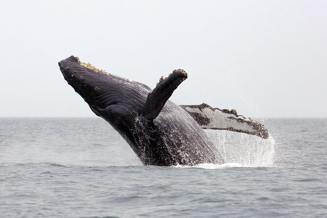 1.5 Hour Waikiki Whale Watching with E Sea Diver (Shuttle Option) - Pier E to Open Ocean: Your Waikiki-Area Launch Point