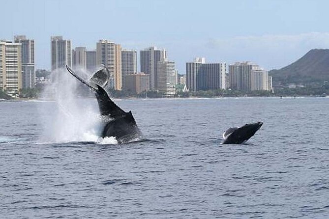 1.5 Hour Waikiki Whale Watching with E Sea Diver (Shuttle Option) - What’s Included Onboard: Snacks, Restrooms, Binoculars