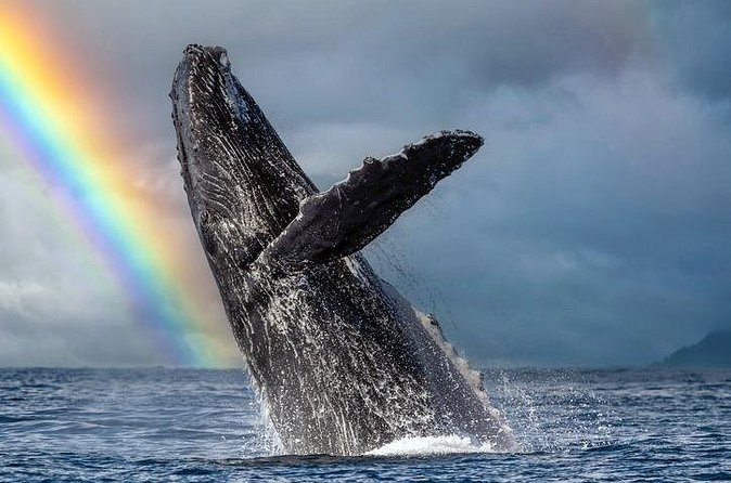 1.5 Hour Waikiki Whale Watching with E Sea Diver (Shuttle Option) - Spotting with the Crew: Captain Chad and Isaiah’s On-Boat Style
