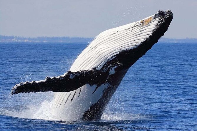 1.5 Hour Waikiki Whale Watching with E Sea Diver (Shuttle Option) - The Whale Guarantee Reality: What Happens If You Don’t See Whales