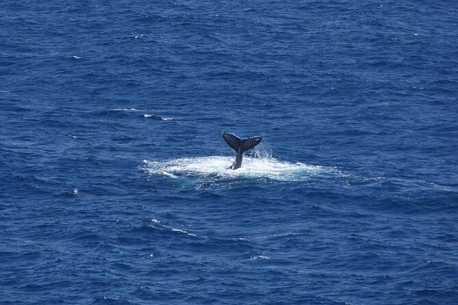 1.5 Hour Waikiki Whale Watching with E Sea Diver (Shuttle Option) - Group Size and the Feel of the Cruise (Up to 120)