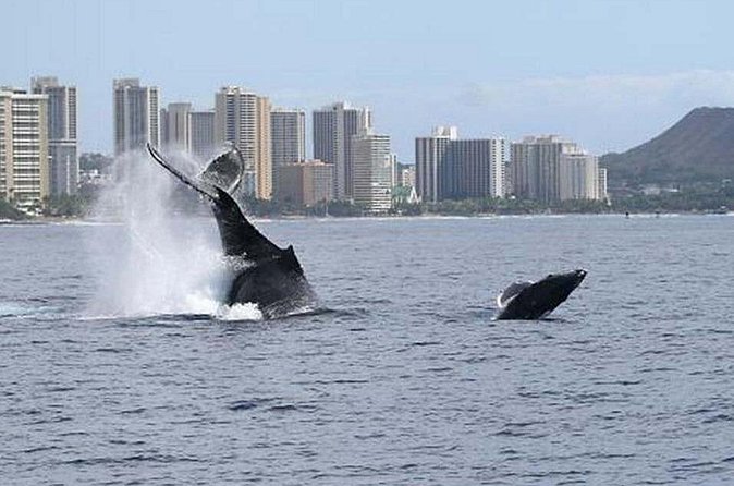1.5 Hour Waikiki Whale Watching with E Sea Diver (Shuttle Option) - Who This Cruise Is Best For (And Who Might Want a Different Option)