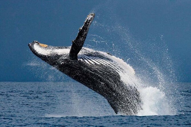 1.5 Hour Waikiki Whale Watching with E Sea Diver (Shuttle Option) - Whale Season Timing: Why November to April Changes Everything