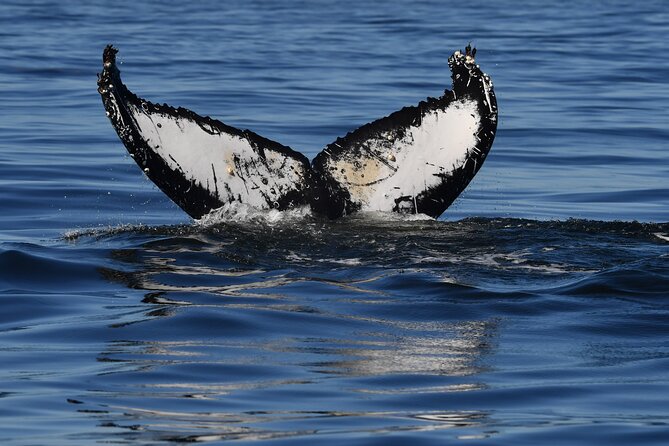 1 Day Whale Watching at Yzerfontein - Breakfast, sea snacks, and a proper lunch back on land