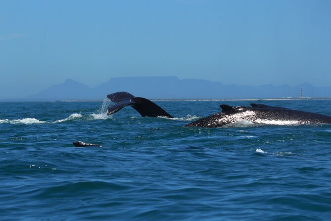 1 Day Whale Watching at Yzerfontein - Crew energy: whale specialist debriefs with Ash, Jacques, and Eric