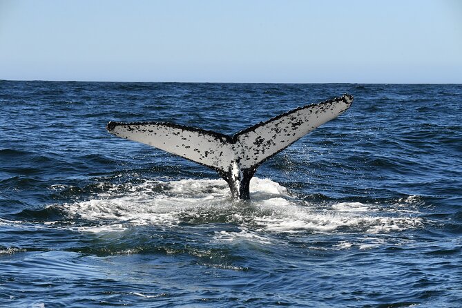 1 Day Whale Watching at Yzerfontein - Weather and scheduling: how to plan so the morning doesn’t stress you