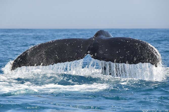 1 Day Whale Watching at Yzerfontein - Price and value: what you’re actually paying for at $331.87