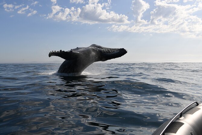 1 Day Whale Watching at Yzerfontein - Who should book this whale watching day?