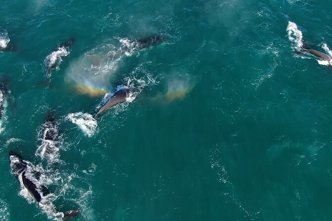 1 Day Whale Watching at Yzerfontein - The offshore game plan: humpbacks, pods, and the smaller extras