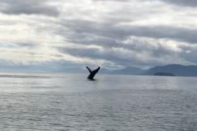 14 passenger Whale Watching Tours in Icy Strait aka Hoonah AK - The 2.5-Hour Outing in Icy Straits: What You’ll Do and See