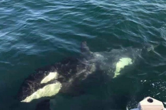14 passenger Whale Watching Tours in Icy Strait aka Hoonah AK - Staying Warm Matters: Hot Drinks, Layers, and Chilly-Morning Reality
