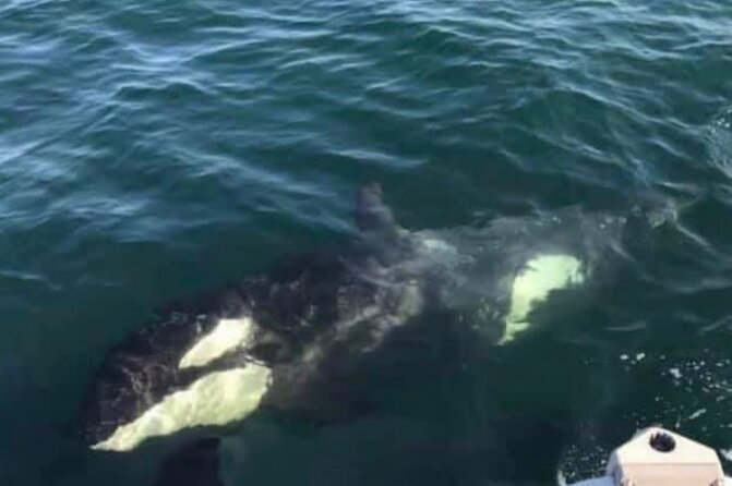 14 passenger Whale Watching Tours in Icy Strait aka Hoonah AK - Value Check: Is $292.86 Worth It for a 2.5-Hour Whale Watch?