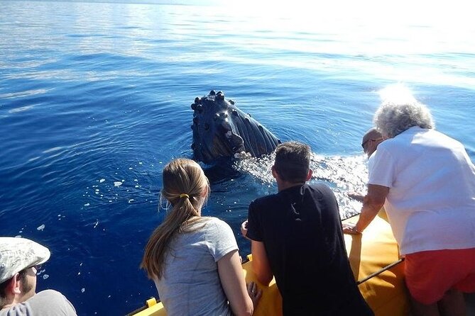 2.5 Hour Whale Escape Tour - Key things to know before you book