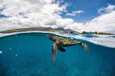 2.5 Hour Whale Escape Tour - Why the Maui Nui sanctuary stops are the point