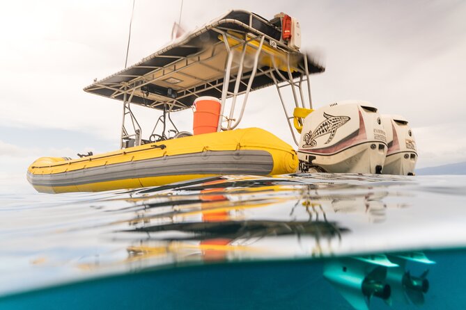 2.5 Hour Whale Escape Tour - Who should book this whale escape tour