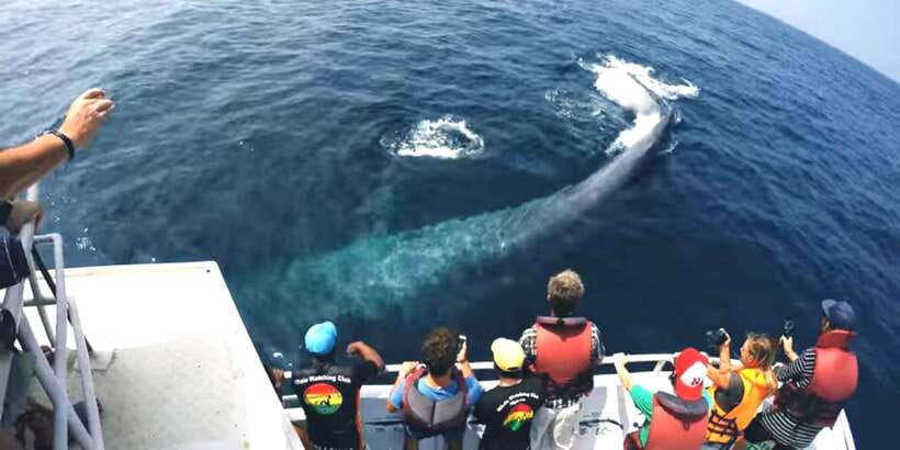 2-Day Whale Watching & Southern Sri Lanka Tour - Why Mirissa’s whale season matters more than hype