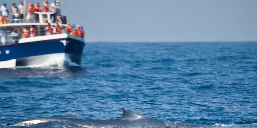 2-Day Whale Watching & Southern Sri Lanka Tour - Galle Fort at walking speed: why the guide makes a difference