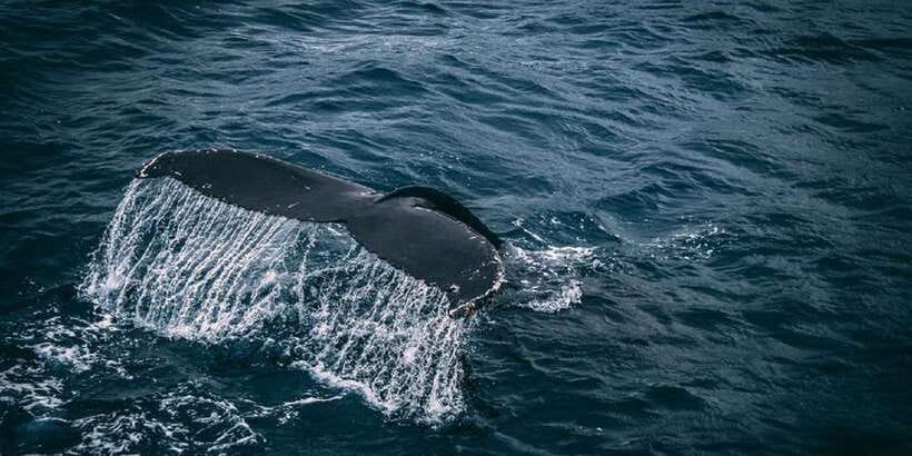 2-Day Whale Watching & Southern Sri Lanka Tour - Hikkaduwa marine sanctuary and seabed viewing: turtles, fish, and glass-bottom views