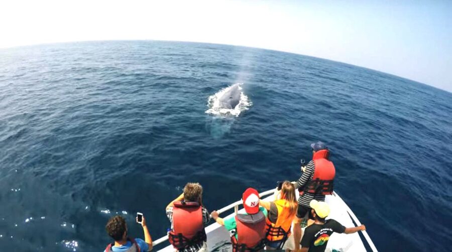 2-Day Whale Watching & Southern Sri Lanka Tour - Whale-watching day in Mirissa: what you’re really chasing