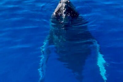 2 Hour Afternoon Lahaina Whale Watch - What You’ll Actually See: Humpbacks, Calves, Breaches, Tail Slaps, and Whale Song