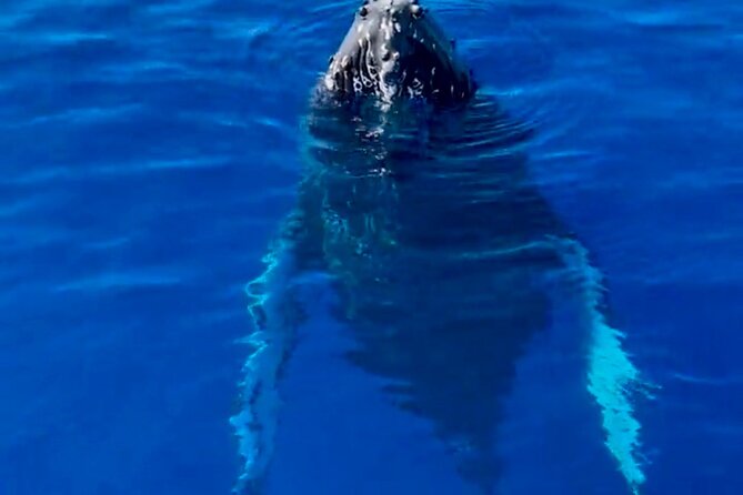 2 Hour Afternoon Lahaina Whale Watch - What You’ll Actually See: Humpbacks, Calves, Breaches, Tail Slaps, and Whale Song