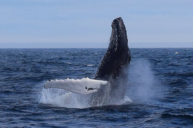 2 Hour Award-Winning Whale and Seabird Boat Tour from St. John's - Key things you’ll notice on this St. John’s whale and seabird tour