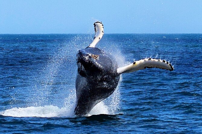 2 Hour Award-Winning Whale and Seabird Boat Tour from St. John's - Start at Iceberg Quest Ocean Tours and get your bearings fast