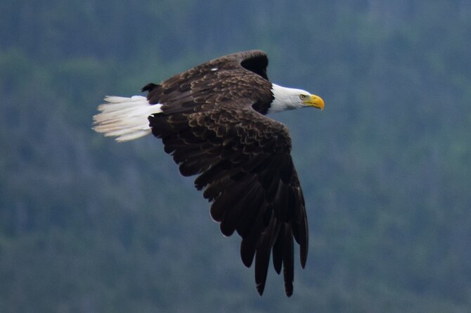 2 Hour Award-Winning Whale and Seabird Boat Tour from St. John's - Signal Hill and Cabot Tower: first wireless communication, seen from sea-level