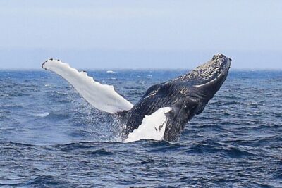 2 Hour Award-Winning Whale and Seabird Boat Tour from St. John's - St. John’s harbour from the water: skyline views plus The Narrows