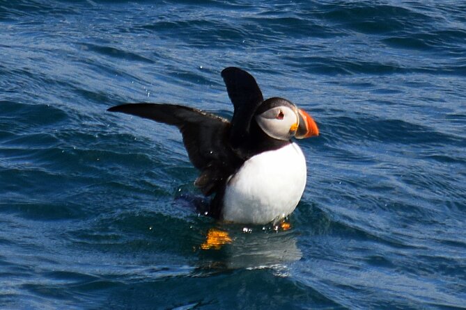 2 Hour Award-Winning Whale and Seabird Boat Tour from St. John's - Heated cabin comfort: how to enjoy the Atlantic without turning it into suffering