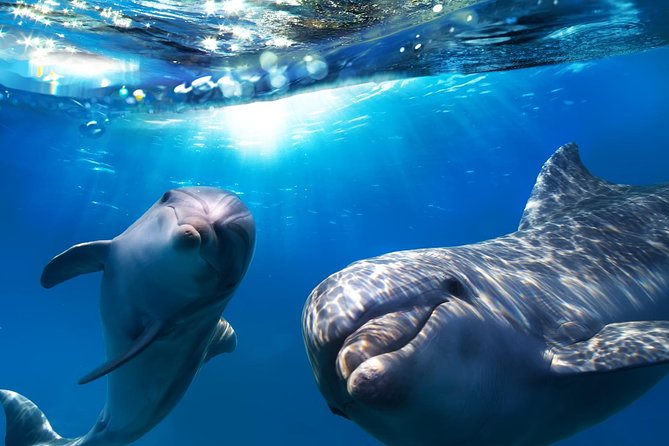 2-Hour Dolphin and Whale Watching in Gran Canaria - Key points to know before you go