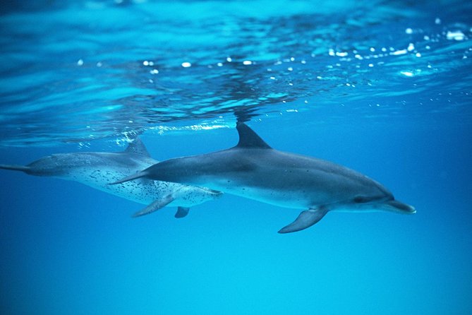 2-Hour Dolphin and Whale Watching in Gran Canaria - Dolphin and whale watching in Puerto Rico: what the trip is really like