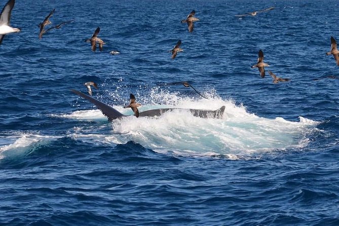 2-Hour Dolphin and Whale Watching in Gran Canaria - Stop 1: Muelle Deportivo De Puerto Rico and the Atlantic dolphin search