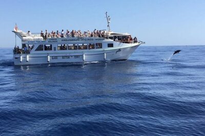 2-Hour Dolphin and Whale Watching in Gran Canaria - Getting aboard: meeting point, timing, and the flow of the trip