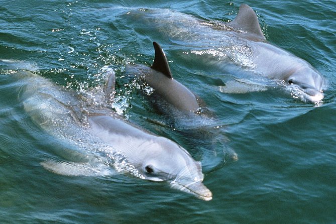 2-Hour Dolphin and Whale Watching in Gran Canaria - How wildlife spotting actually works on this kind of cruise