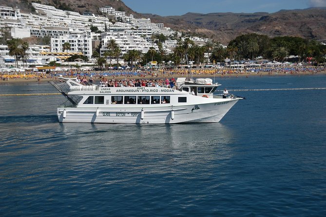 2-Hour Dolphin and Whale Watching in Gran Canaria - Seasickness and comfort: the big decision point