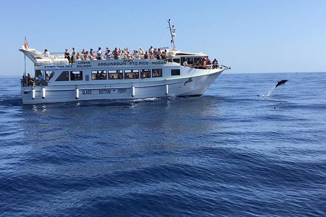 2-Hour Dolphin and Whale Watching in Gran Canaria - Getting aboard: meeting point, timing, and the flow of the trip