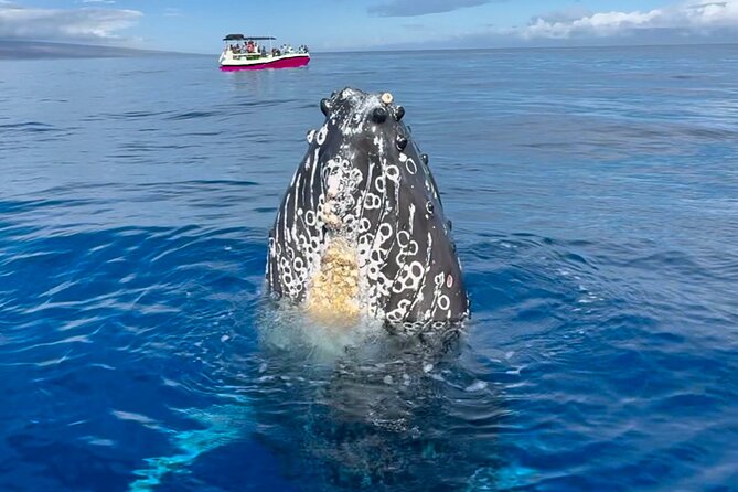 2 hour Lahaina Sunrise Whale Watch - Key highlights at a glance