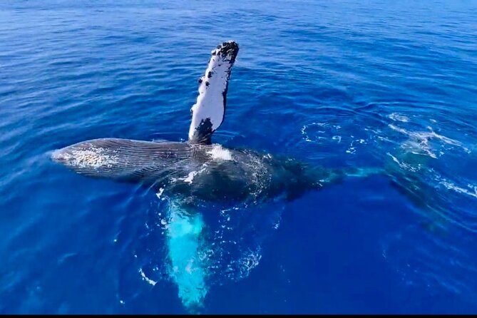 2 hour Lahaina Sunrise Whale Watch - Getting to Mala Boat Ramp and What Boarding Feels Like