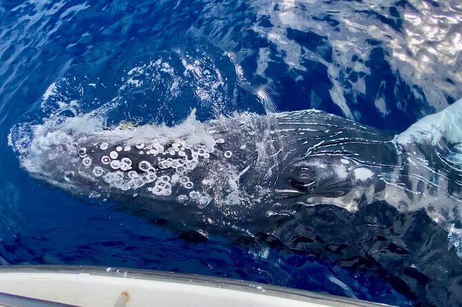 2 hour Lahaina Sunrise Whale Watch - Whale Encounters Up Close: What You Can Actually Expect