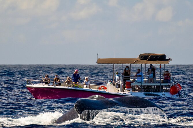 2 hour Lahaina Sunrise Whale Watch - Hearing Whale Song with the Hydrophone