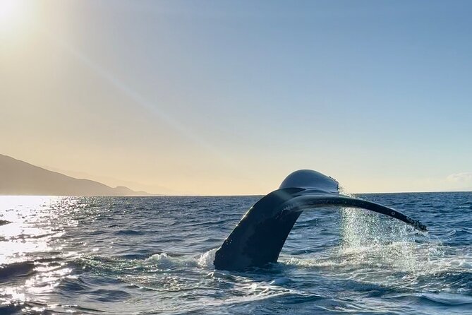 2 hour Lahaina Sunrise Whale Watch - Who This Tour Suits Best (and Who Should Rethink It)