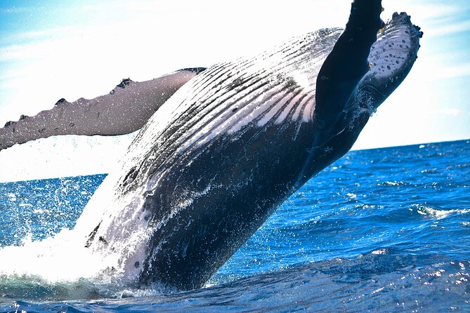 2-Hour Ma'alaea Humpback Whale Watching Cruise for up to 6 Guests - Key things I think you’ll notice