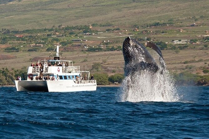 2-Hour Oahu Whale Watch from Ala Wai Harbor, Waikiki - Key things that make this whale watch click