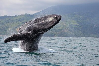 2-Hour Oahu Whale Watch from Ala Wai Harbor, Waikiki - Humpback odds: December to May and what to watch for