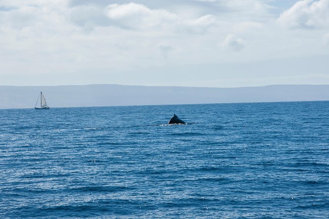2-Hour Oahu Whale Watch from Ala Wai Harbor, Waikiki - How the crew improves your odds (even when whales are shy)